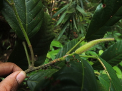 Dipterocarpus indicus