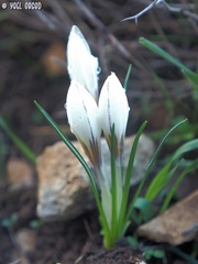 Crocus hyemalis