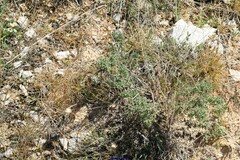 Santolina chamaecyparissus