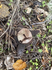 Astraeus hygrometricus