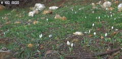 Crocus hyemalis