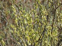 Salix triandra