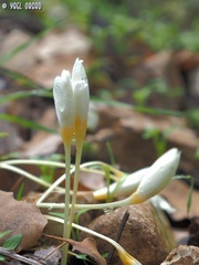 Crocus ochroleucus