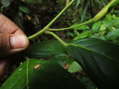 Dipterocarpus indicus