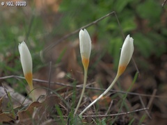 Crocus ochroleucus