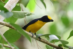 Euphonia