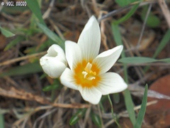 Crocus ochroleucus