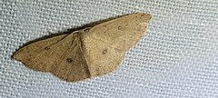 Cyclophora