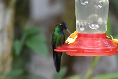 Heliodoxa leadbeateri