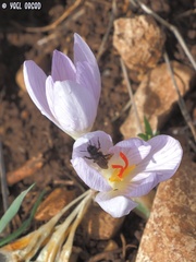 Andrena karia