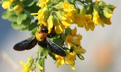 Xylocopa flavorufa