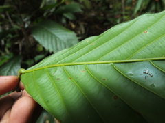 Dipterocarpus indicus