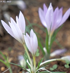 Crocus pallasii