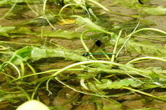 Calopteryx dimidiata