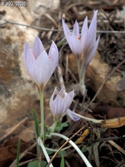 Crocus pallasii