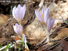 Crocus pallasii