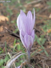 Crocus pallasii
