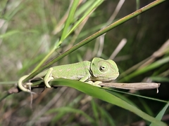 Chamaeleo chamaeleon