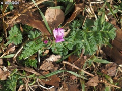Erodium acaule