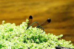 Calopteryx dimidiata