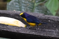 Euphonia