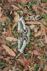 Gonimbrasia zambesina
