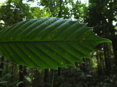 Dipterocarpus indicus