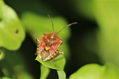 Agonoscelis versicoloratus