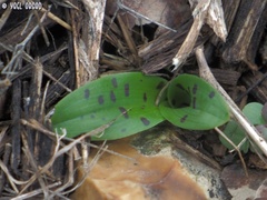 Orchis anatolica