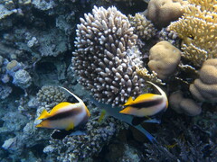 Heniochus intermedius