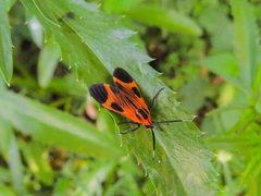 Dycladia