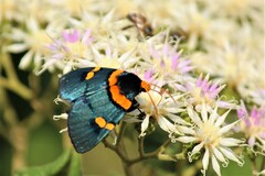 Egybolis vaillantina