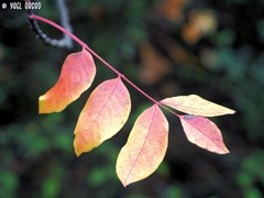 Pistacia terebinthus palaestina