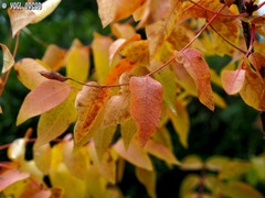 Pistacia terebinthus palaestina