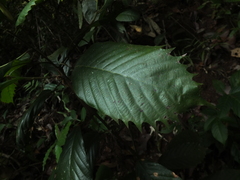 Dipterocarpus indicus