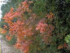Pistacia terebinthus palaestina