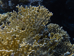 Millepora dichotoma