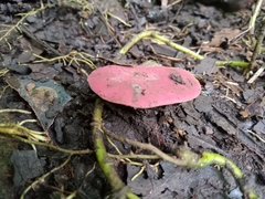 Phillipsia domingensis