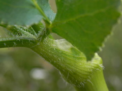 Opopanax chironium