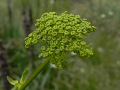 Opopanax chironium