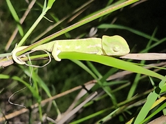Chamaeleo chamaeleon