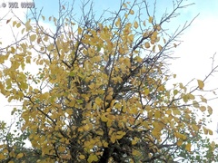 Prunus ursina