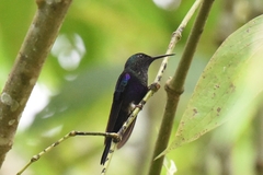 Thalurania furcata