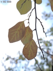 Prunus ursina