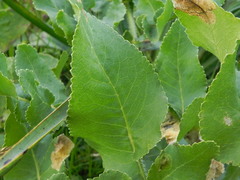 Opopanax chironium