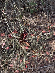 Vaccinium stamineum