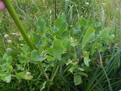 Opopanax chironium
