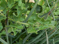 Opopanax chironium