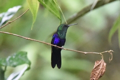 Thalurania furcata