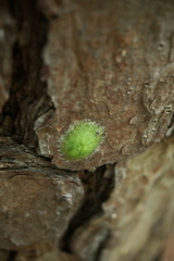 Zygaenoidea